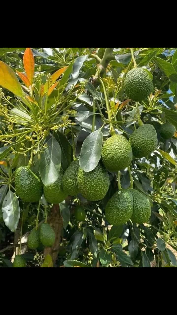 Fruits